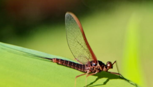 3ae5c1666fb649098d45286fe901d18f